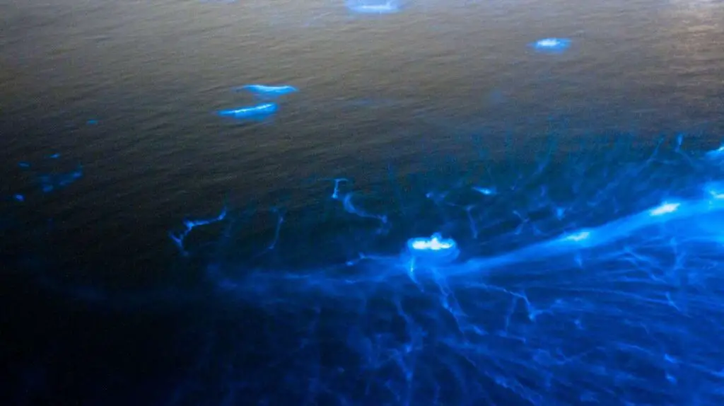 Is It Safe To Swim In Bioluminescent Water Best