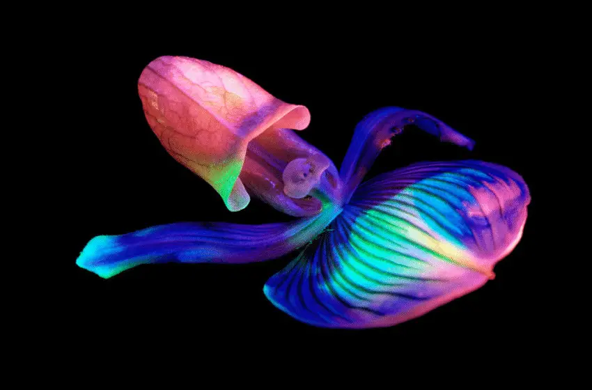  What Animals Can See Human Bioluminescence