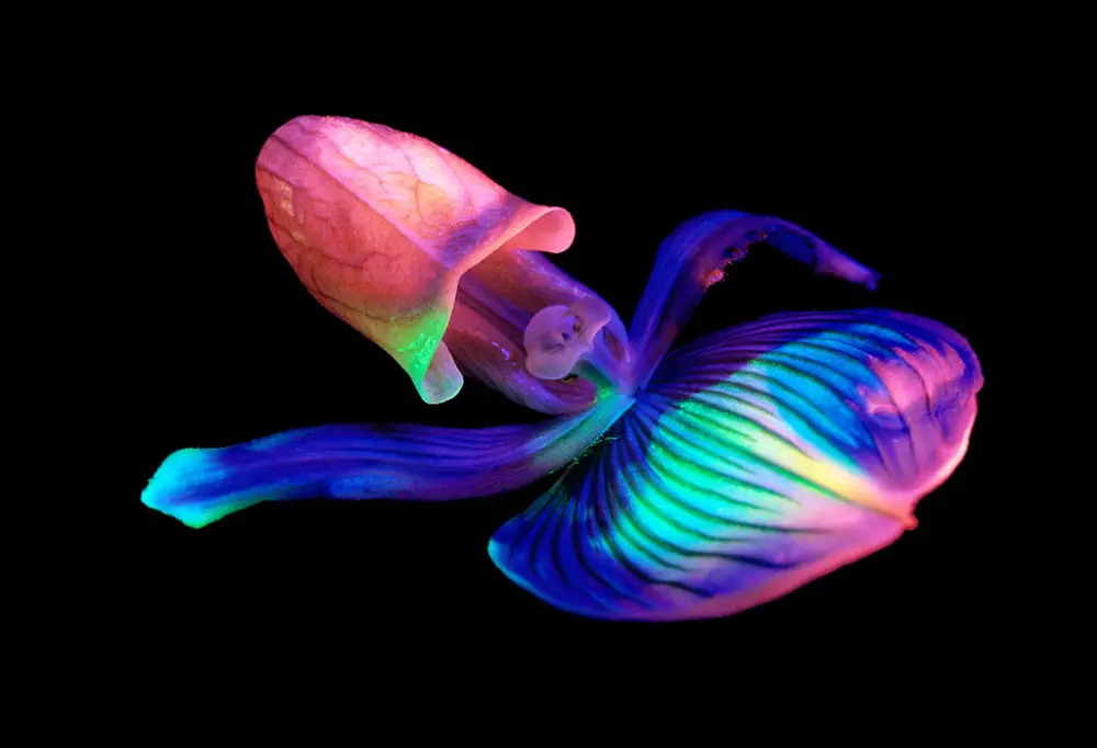 What Animals Can See Human Bioluminescence