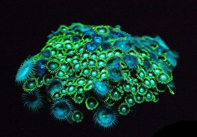  What Bioluminescent Creatures Do Crossword
