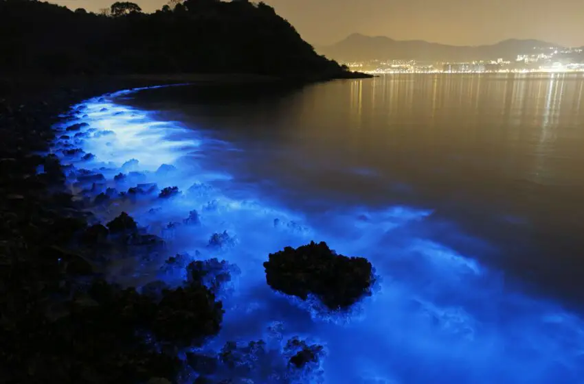 What Causes Bioluminescent Water