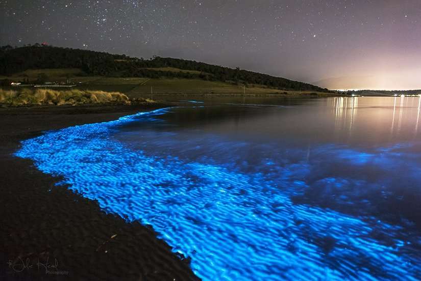  When Is Bioluminescence In Florida