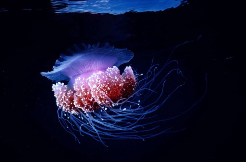  When Does Bioluminescence Occur