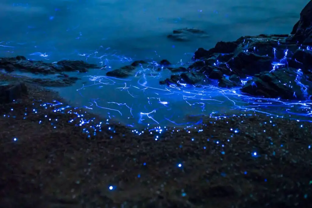 bioluminescent bays