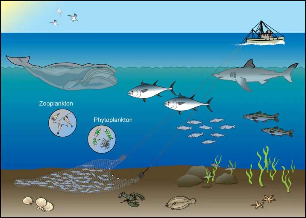 What Role Does Phytoplankton Serve In Marine Ecosystems 