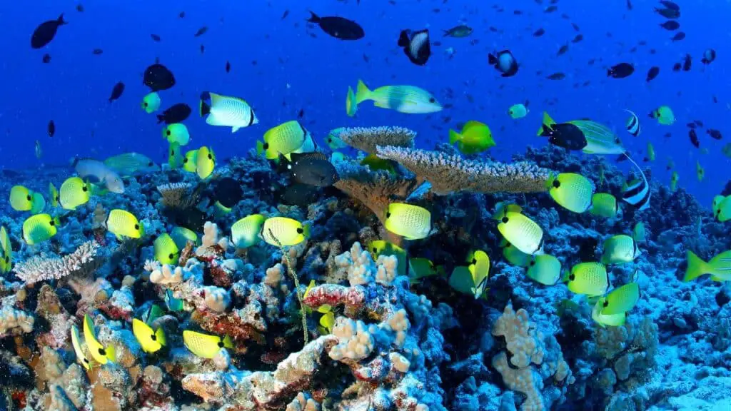 How Does Climate Change Affect The Biodiversity Of Marine Ecosystems 