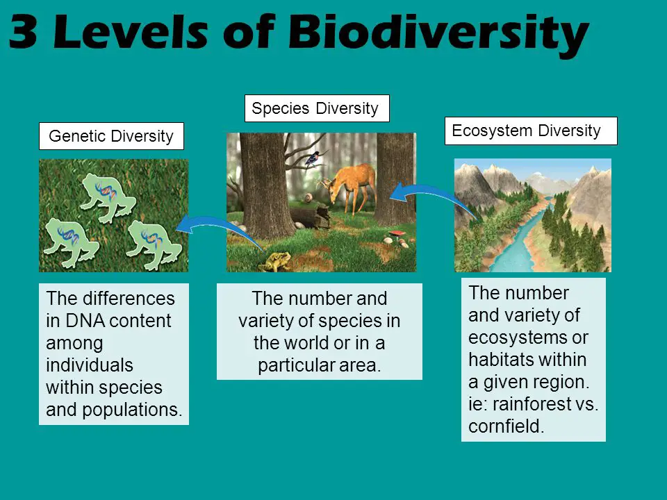 What Are The Three Levels Of Biodiversity