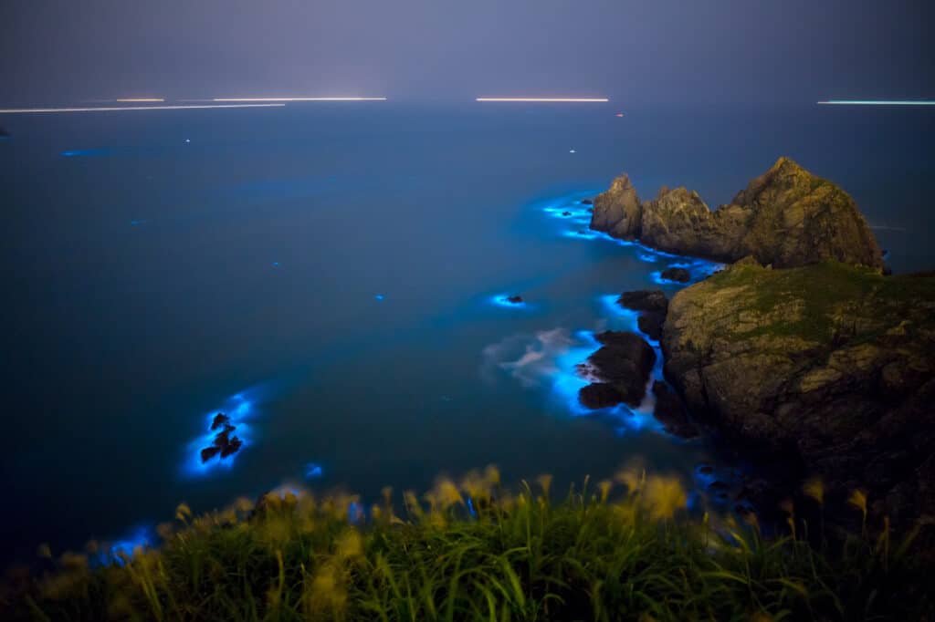 What Is A Bioluminescent Bay 