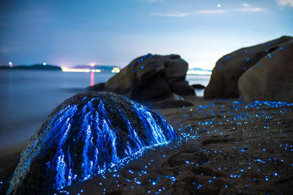 Are Bioluminescent Beaches Safe 