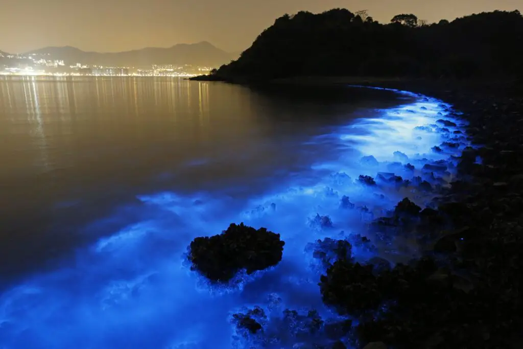 When Is The Best Time To See Bioluminescence 