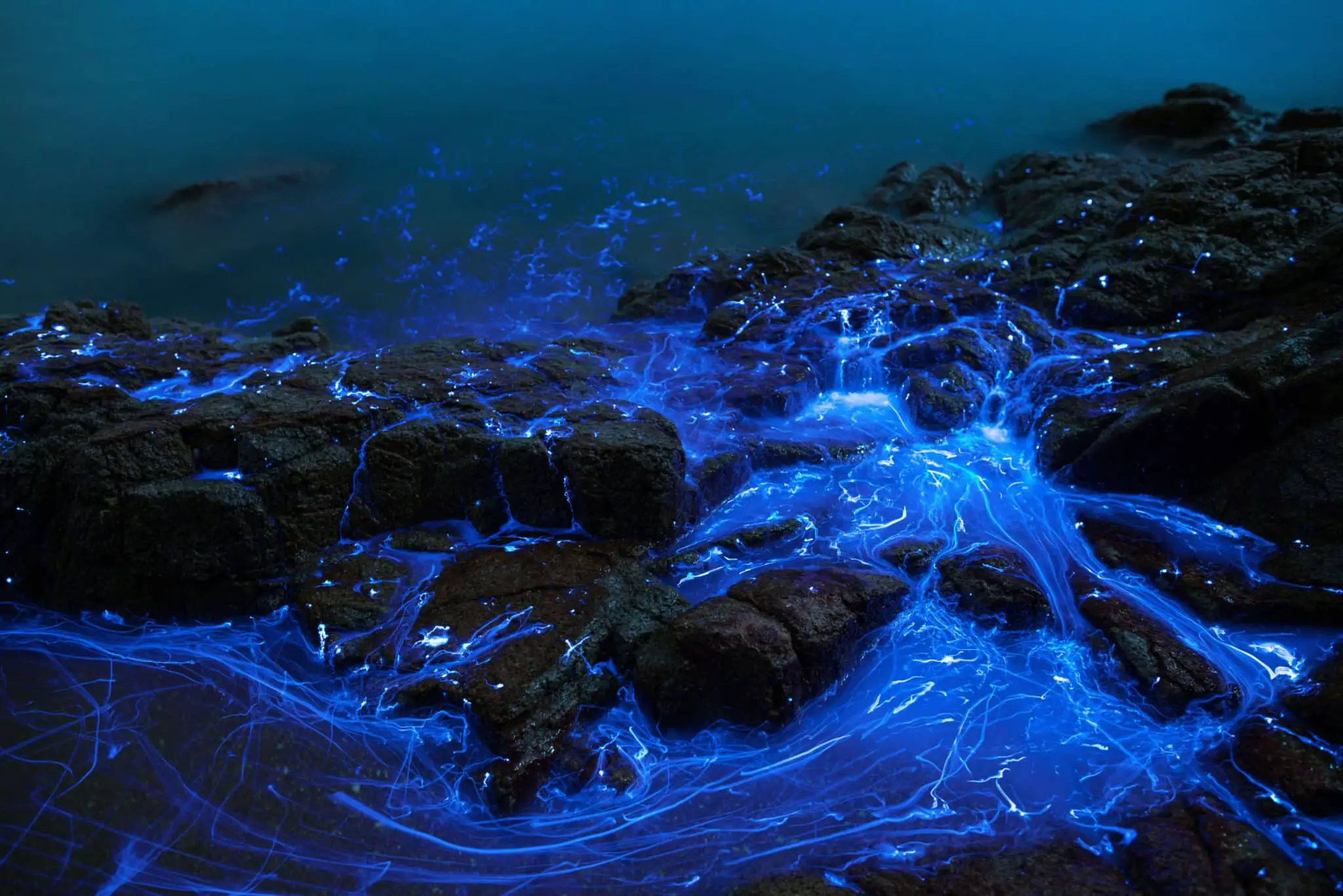 When Is The Best Time To See Bioluminescence 