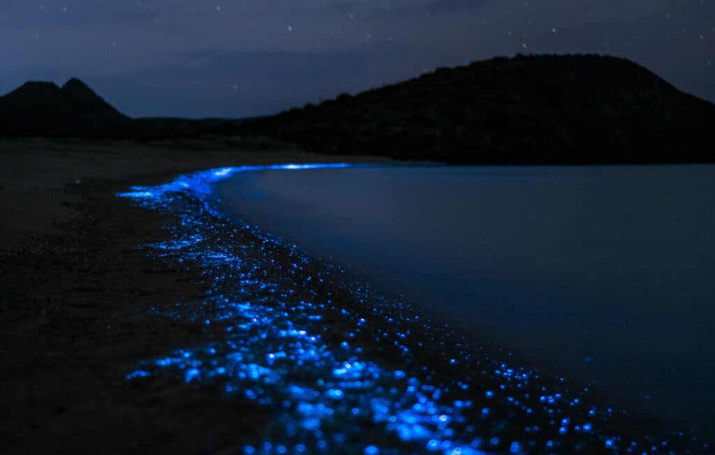 Is Bioluminescent Plankton Harmful To Humans 
