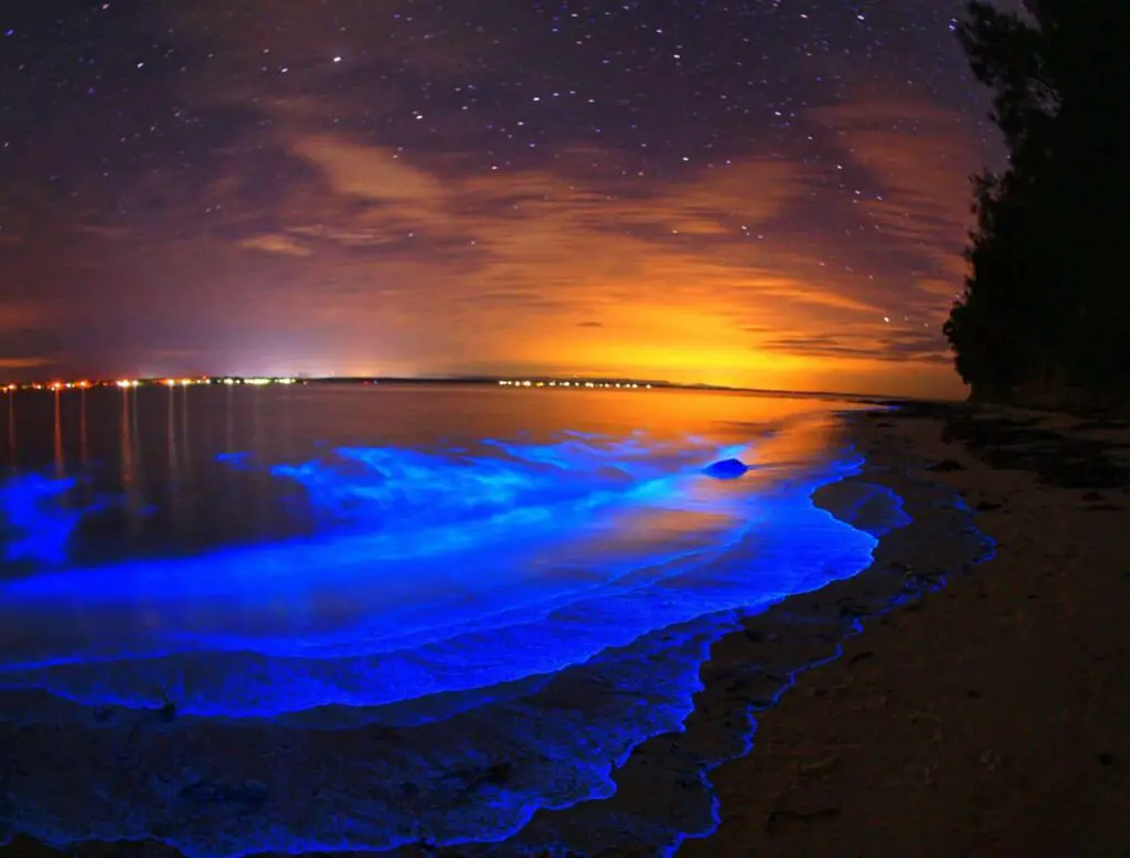 bioluminescent bays