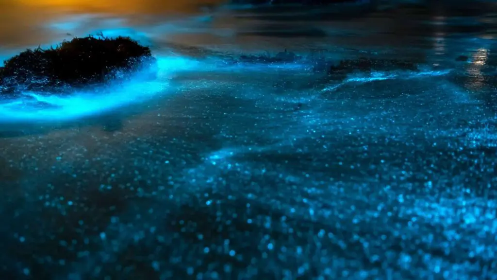 Is Cocoa Beach Bioluminescent