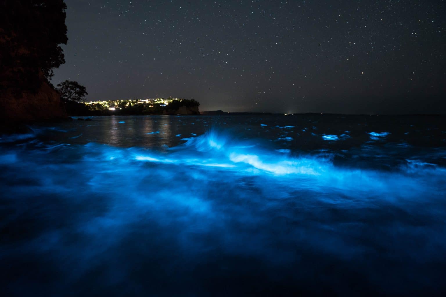 When Does The Bioluminescent Waves Start