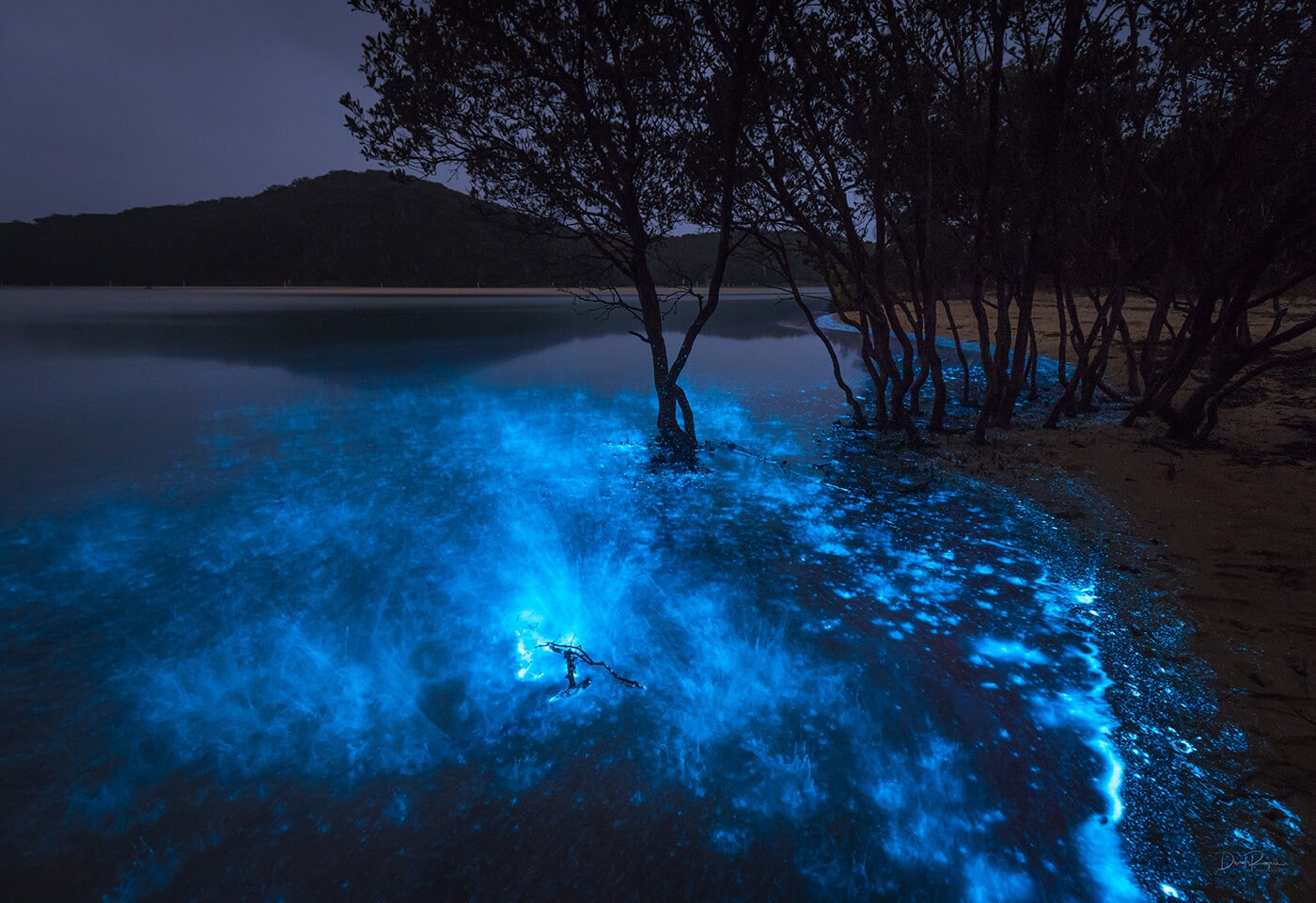  How Long Does Bioluminescence Last