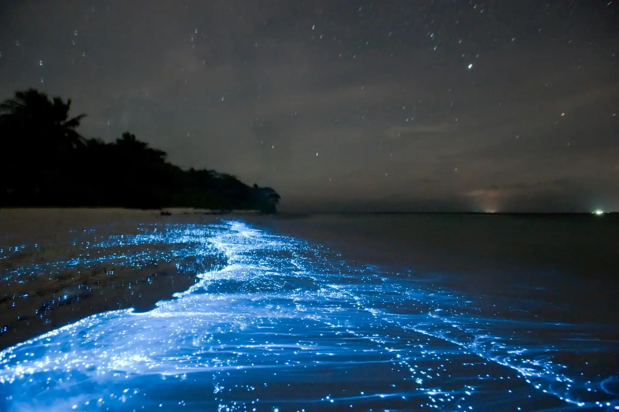  How many of the world’s bays have bioluminescence