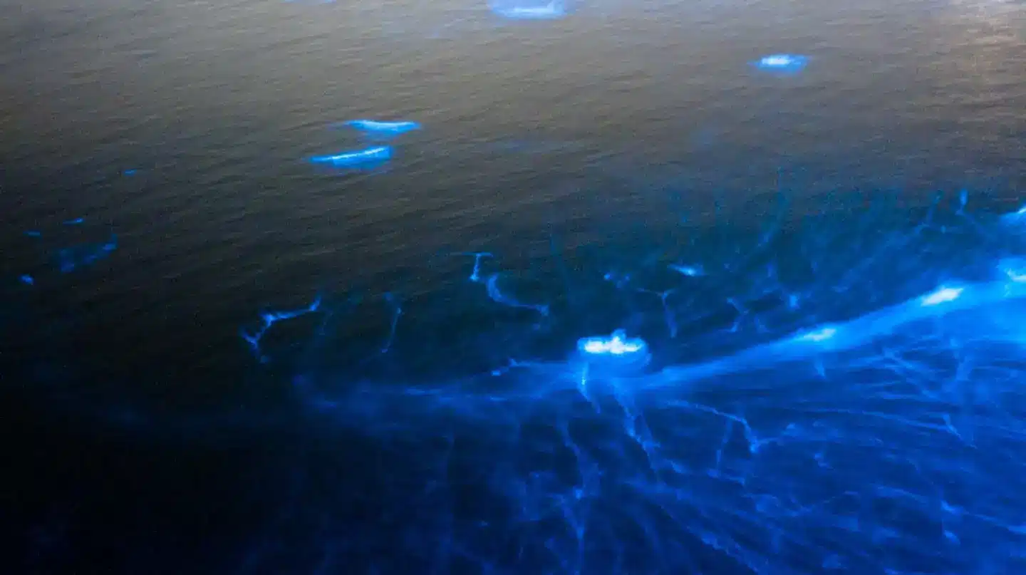  Is Bioluminescent Water Swimming Safe