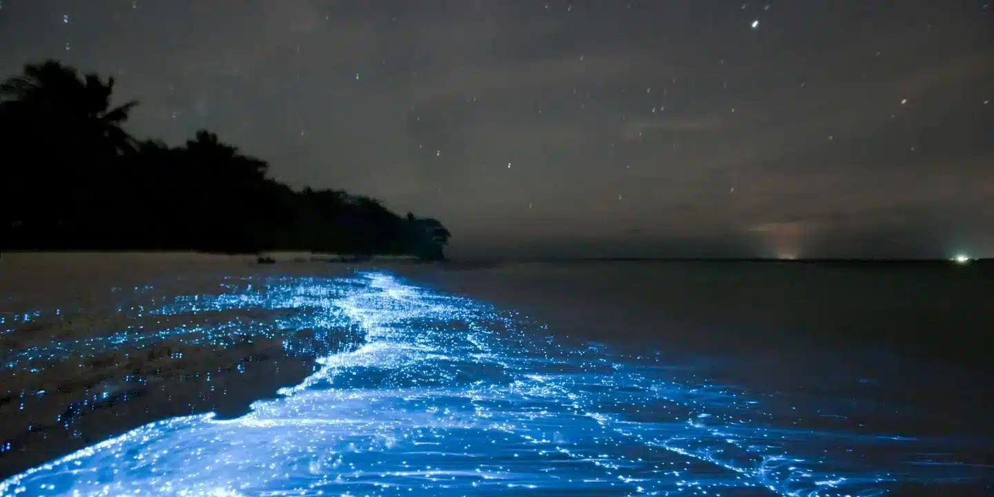  Is There Bioluminescence at Cocoa Beach
