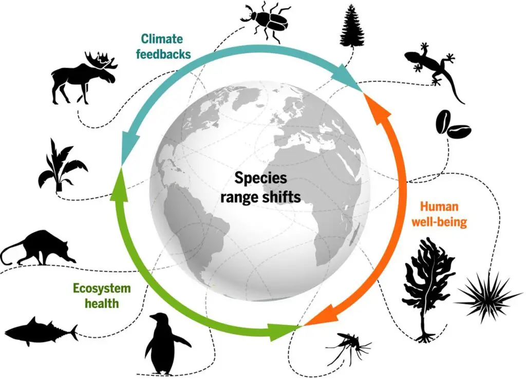 Why Is Biodiversity Important To Ecosystems