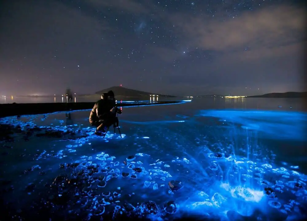  What Is A Bioluminescent Bay