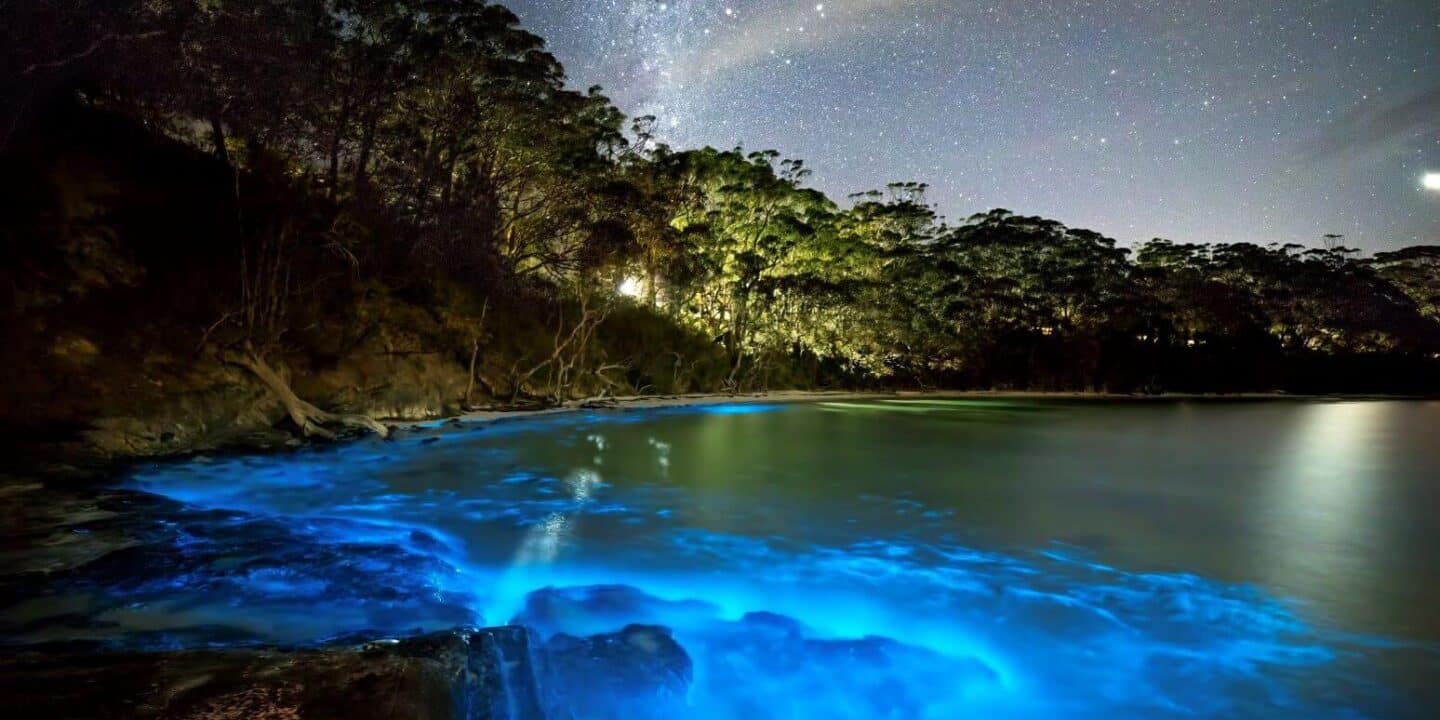  What Is the Root of the Bioluminescent Sea
