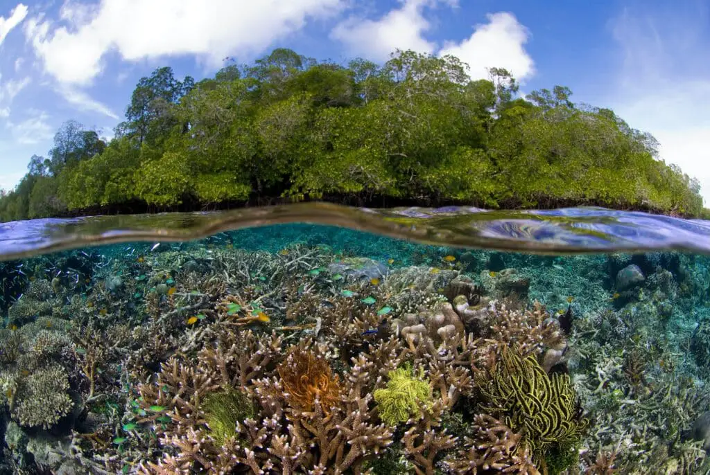 How Does Climate Change Affect The Biodiversity Of Marine Ecosystems 