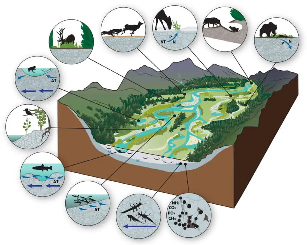 How Does Biodiversity Contribute To The Sustainability Of An Ecosystem