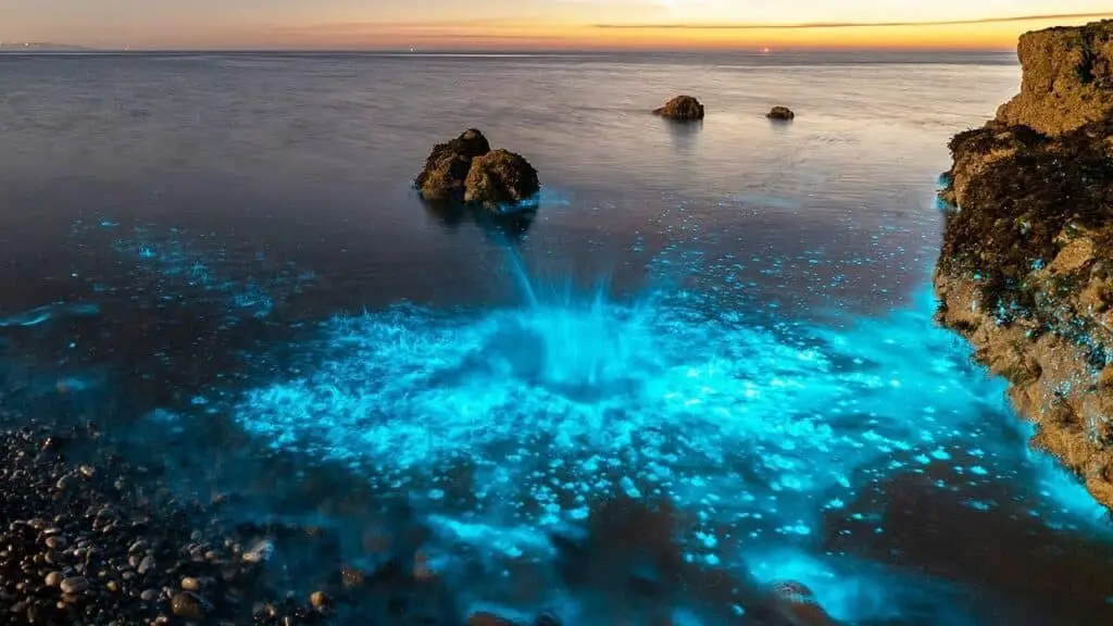 Where To See Bioluminescent Plankton