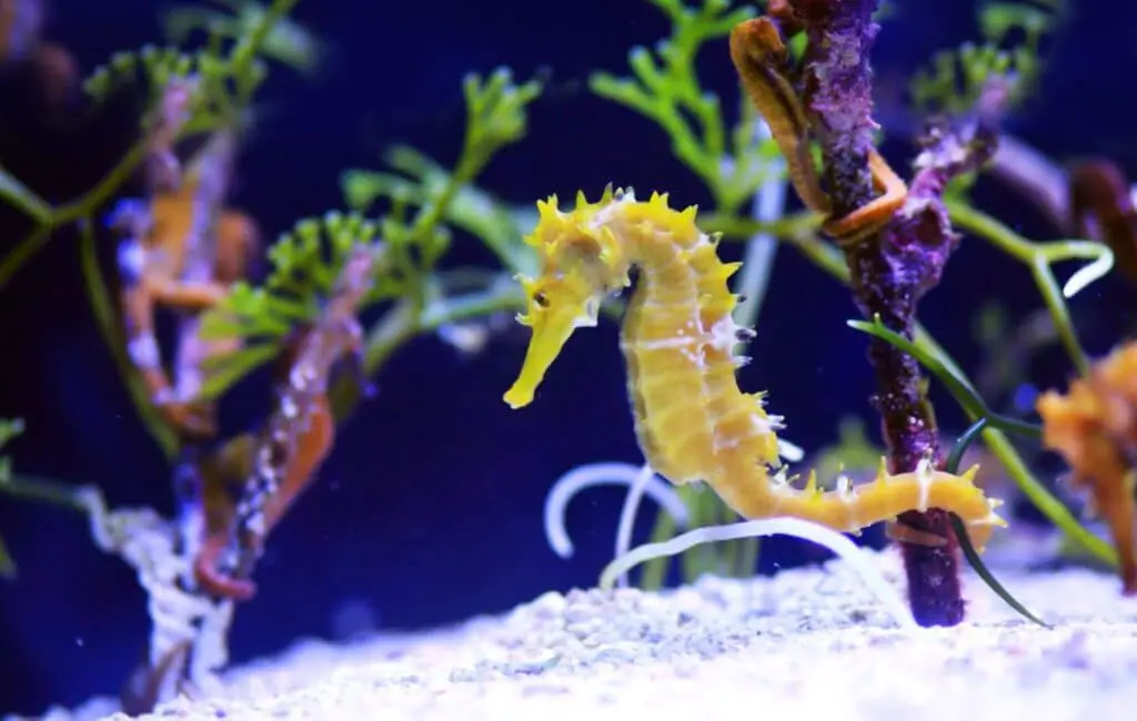 What Does Seahorses Look Like 