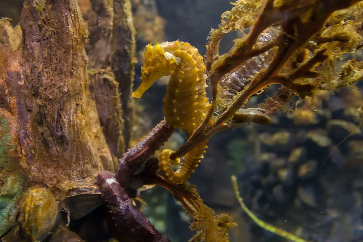 How To Take Care Of A Seahorse 