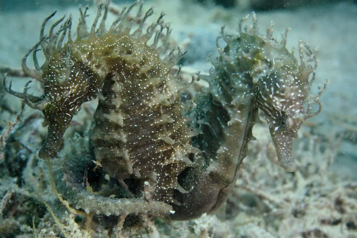  Are There Female Seahorses 