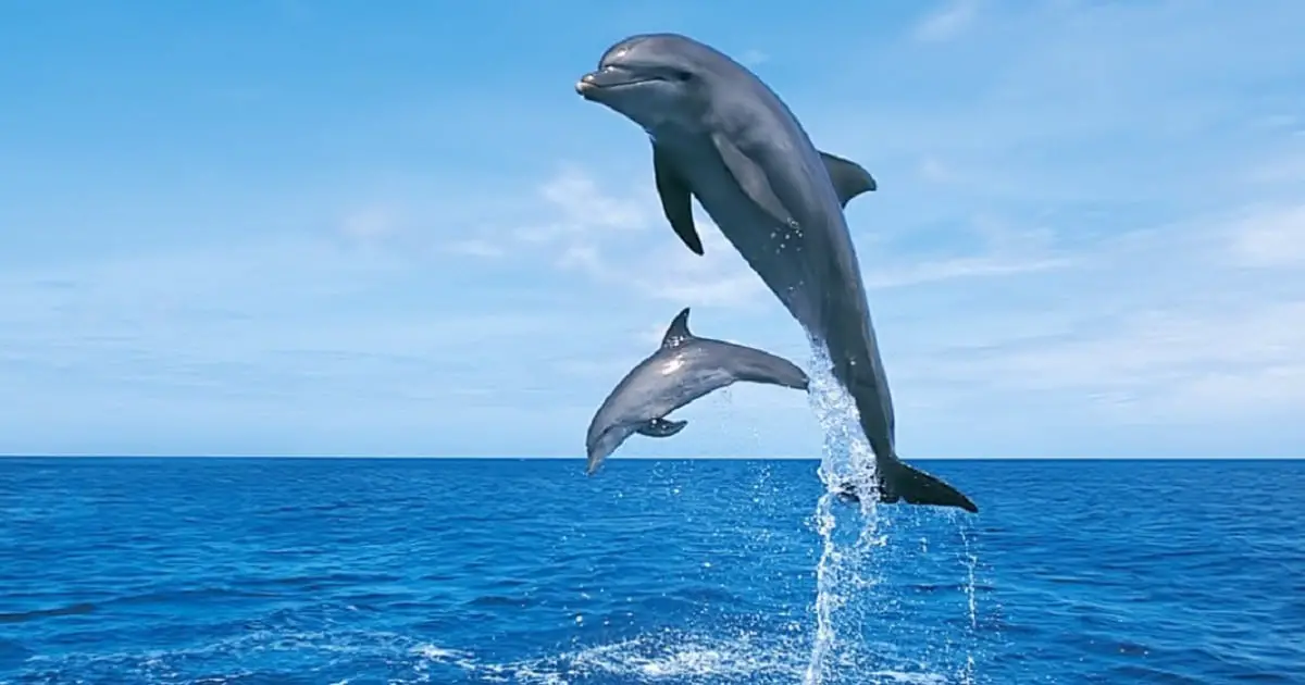 Do Dolphins Swim Alone