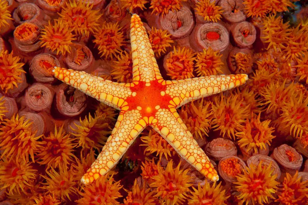How Long Do Starfish Live