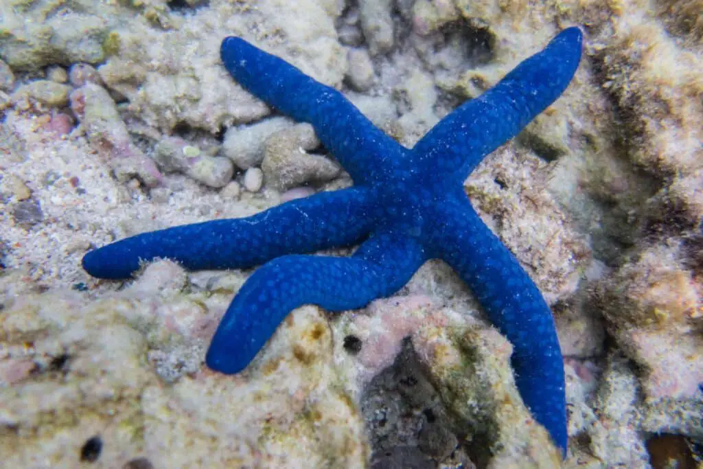 What Color Are Starfish