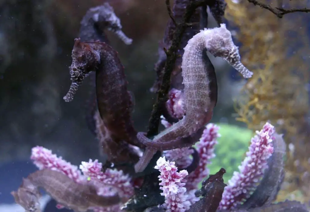 Are Seahorses Hard To Take Care Of