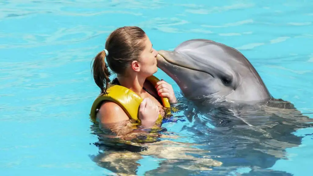 Is It Safe To Swim With Wild Dolphins