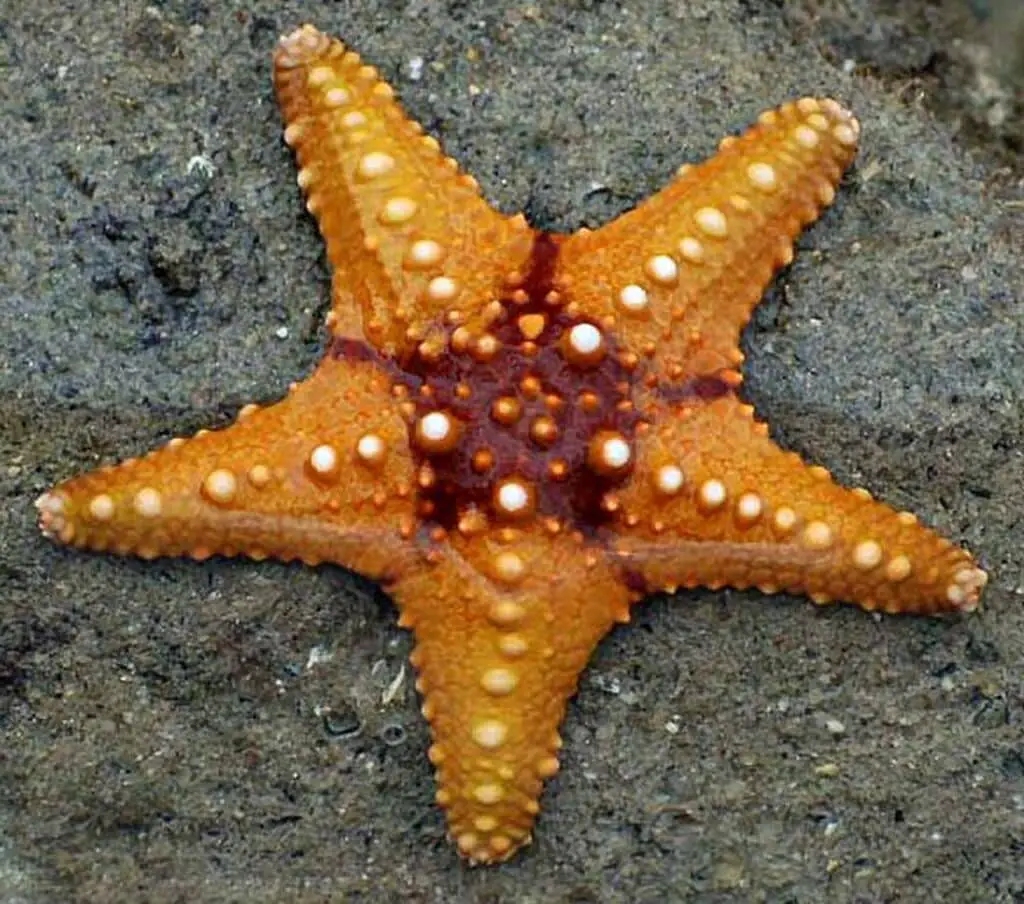 How Many Eyes Does A Starfish Have
