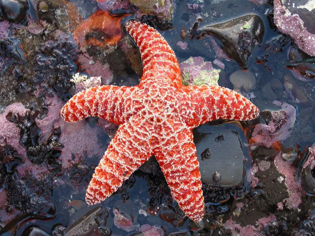 Is A Starfish A Fish