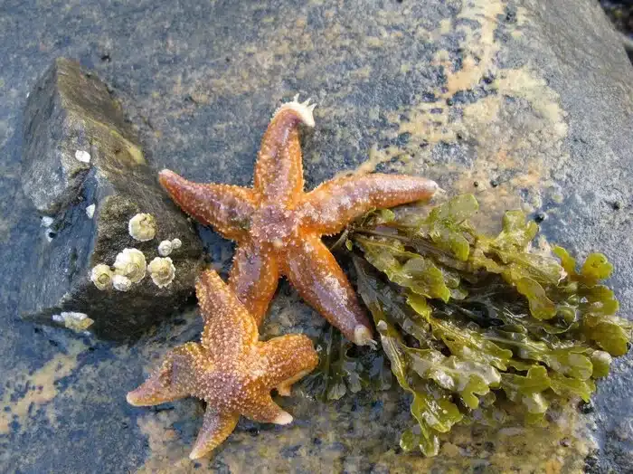 Is A Starfish Vertebrate Or Invertebrate
