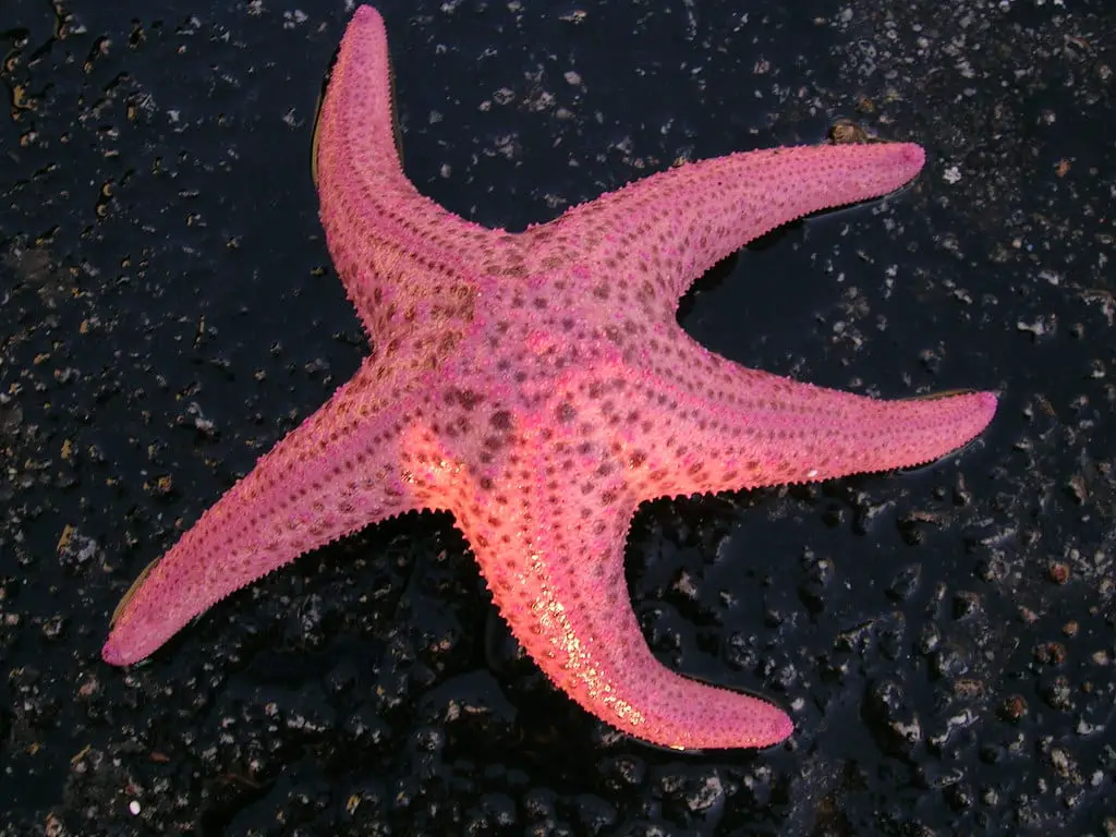  What Color Are Starfish