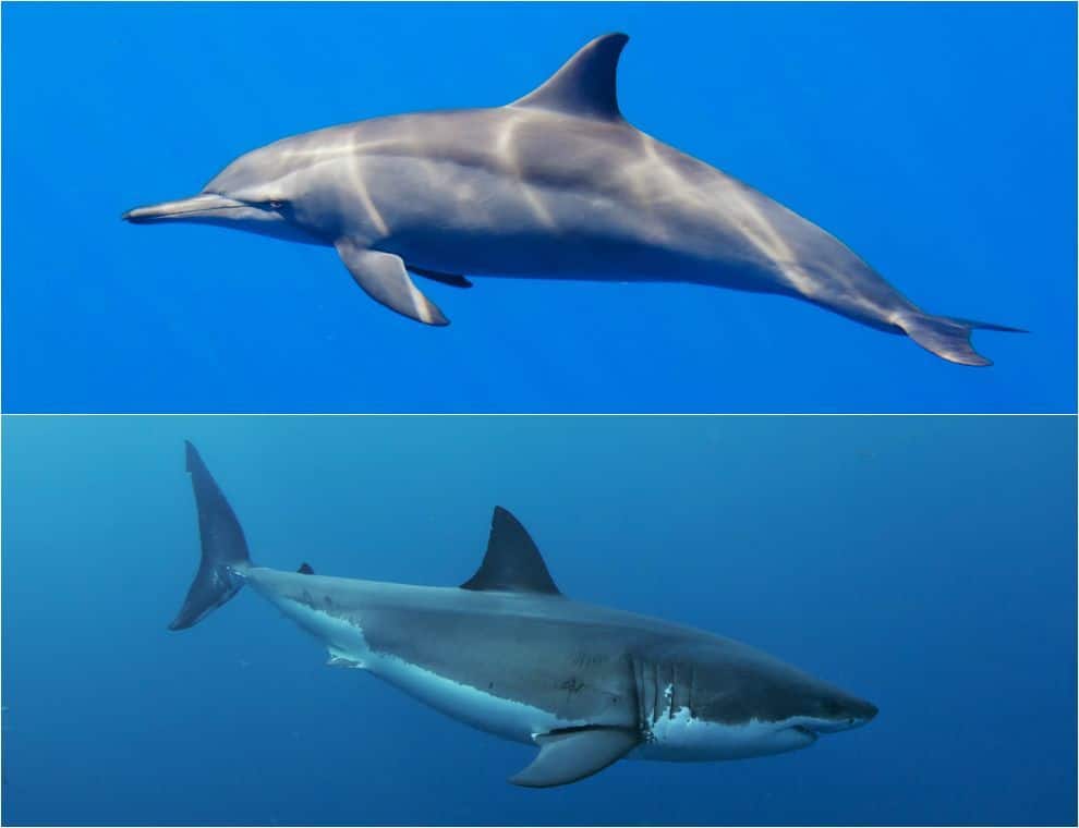 What Do Sharks And Dolphins Have In Common