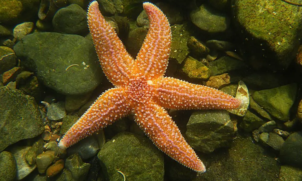 Do Starfish Have Eyes