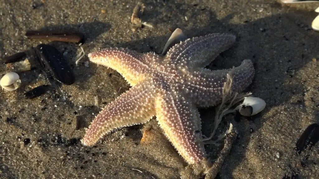 Can A Starfish Regenerate