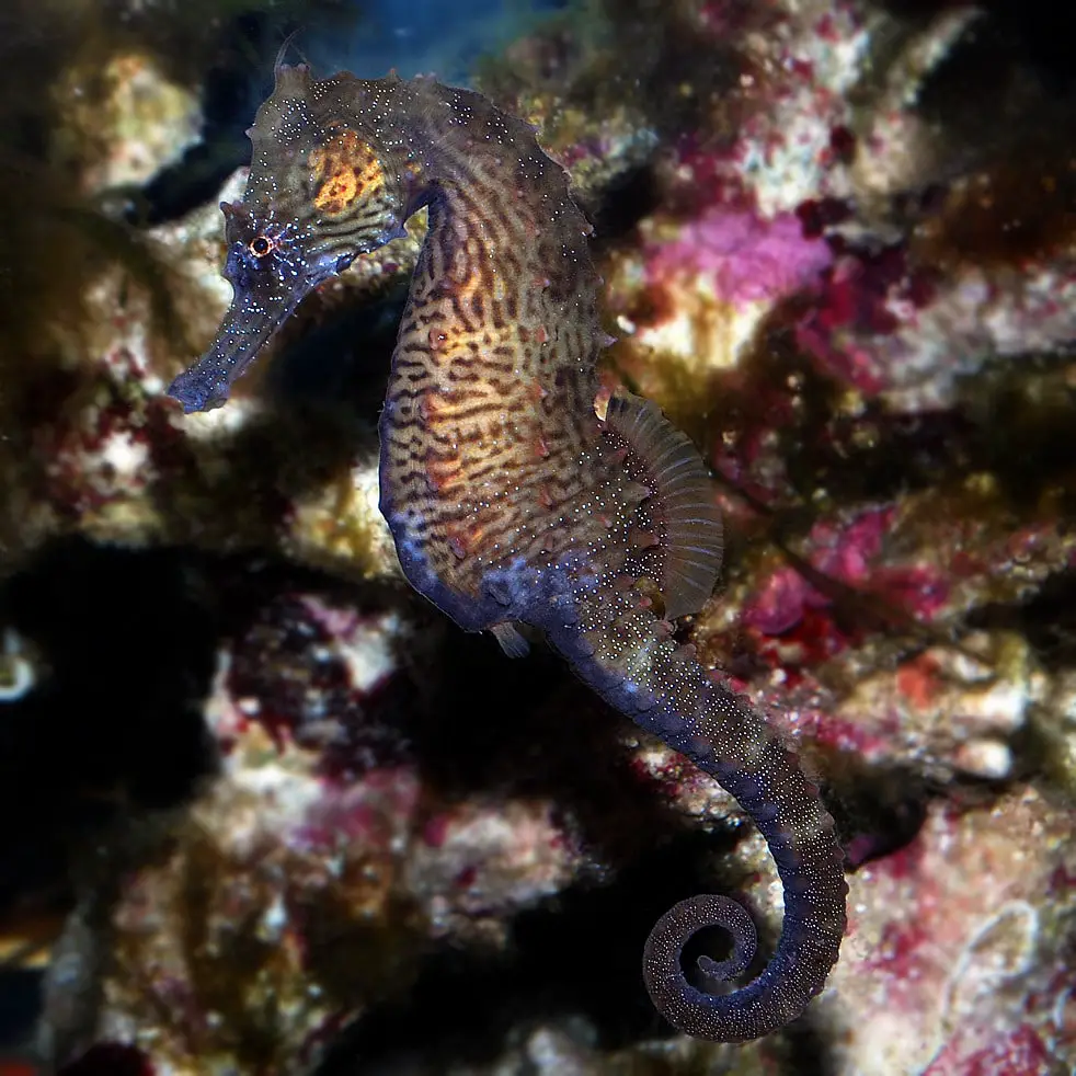  Is There Anything Past Seahorses In Tiny Fishing 