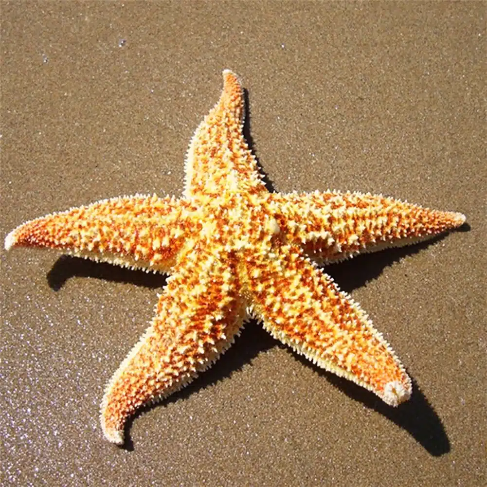 Do Starfish Have Bones