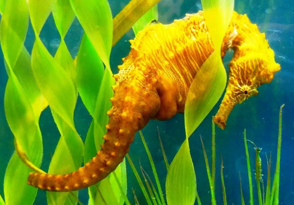 Can You Keep Seahorses As Pets 