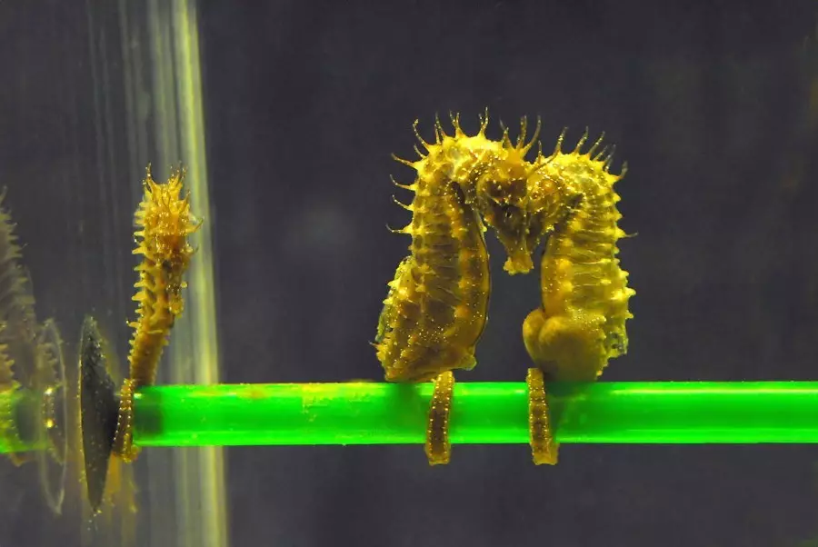  Are Seahorses Hard To Take Care Of