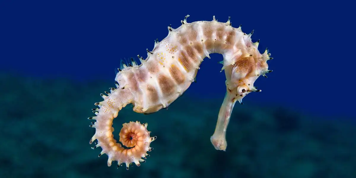  Do Seahorses Have Fins