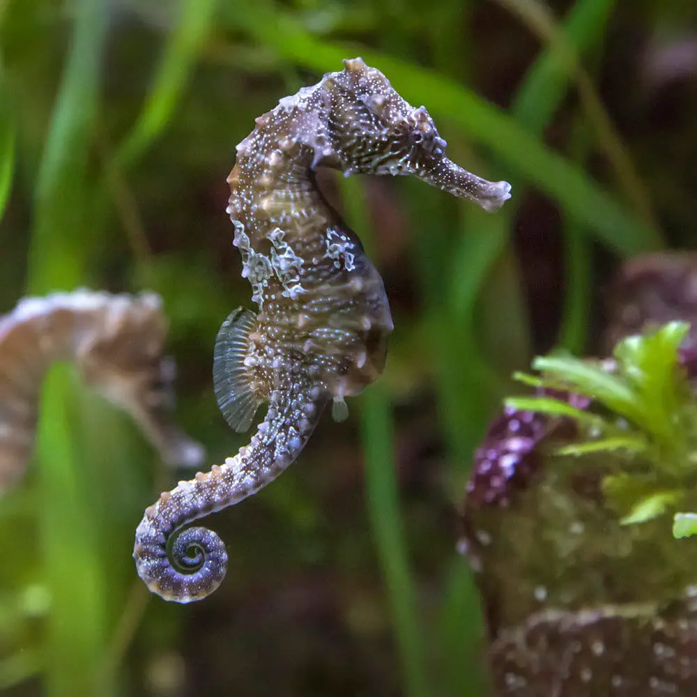 What Do Lined Seahorses Eat 